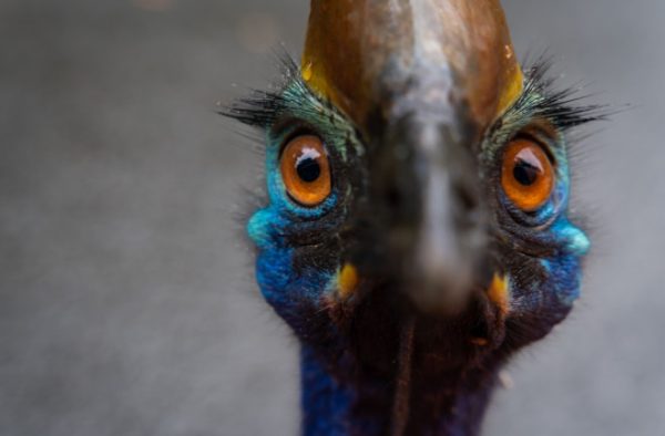 The cassowary, the world's most dangerous bird. Photo from Discover Magazine.